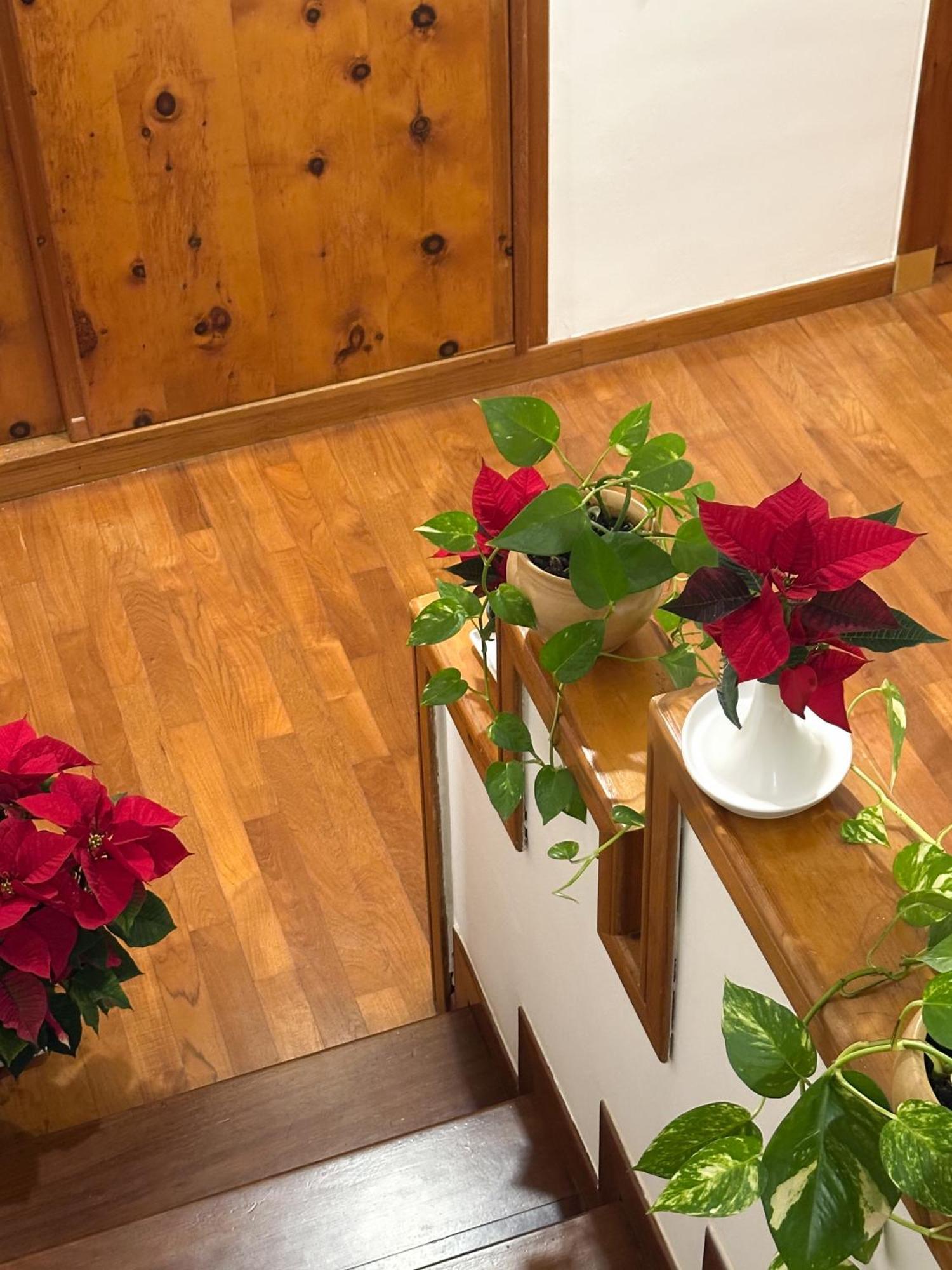 B&B Le Foglie D'Ulivo Bari Kültér fotó